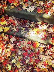 Image showing Red and golden maple leaves on stone steps