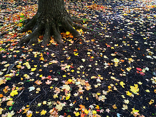 Image showing Roots of a tree and golden autumn leaves