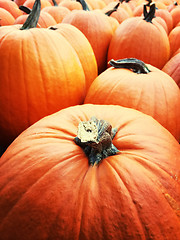 Image showing Orange pumpkins at the autumn market