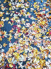 Image showing Yellow maple leaves on wet asphalt