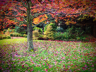 Image showing Beautiful autumn landscape full of colors