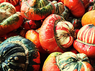 Image showing Colorful decorative Turban squashes