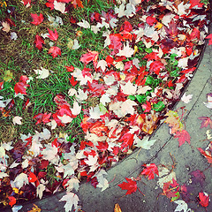 Image showing Red maple leaves on green grass