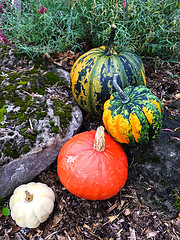 Image showing Colorful pumpkins decorating an autumn garden