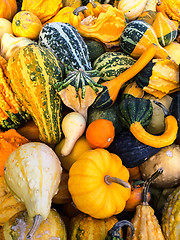 Image showing Variety of colorful gourds