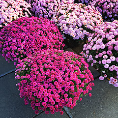 Image showing Purple chrysanthemums