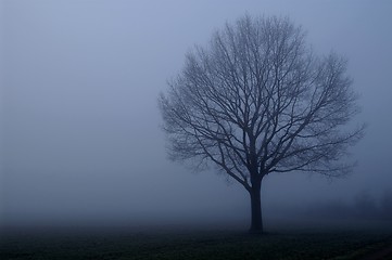 Image showing Tree in the fog