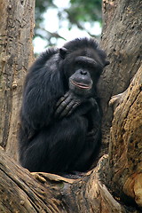 Image showing Thinking Gorilla