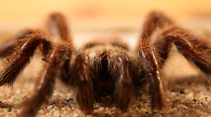 Image showing Bird Spider (Avicularia spec.)