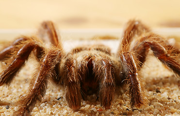 Image showing Bird Spider (Avicularia spec.)