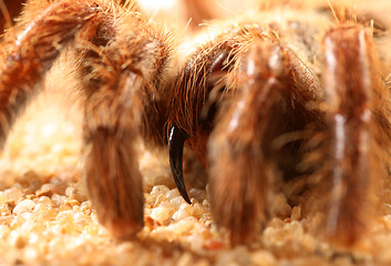 Image showing Bird Spider (Avicularia spec.)