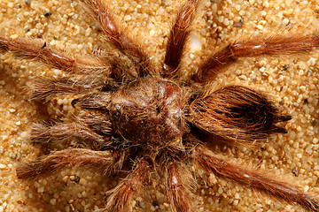 Image showing Bird Spider (Avicularia spec.)