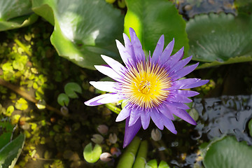 Image showing blue  water lily