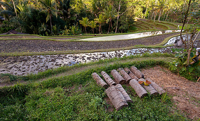 Image showing Rice terraced paddy fields in Gunung Kawi, Bali, Indonesia