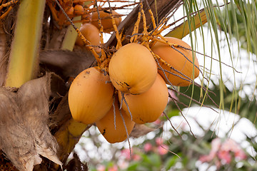 Image showing coco-palm tree with yellow nut