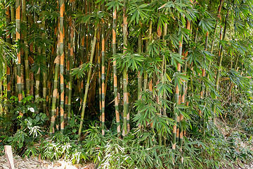 Image showing detail of Many of the early bamboo trees