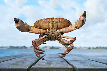 Image showing Alive Norwegian Brown crab