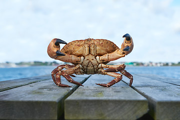 Image showing Alive Norwegian Brown crab