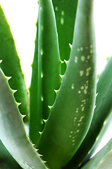 Image showing Aloe plant