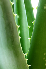 Image showing Aloe plant
