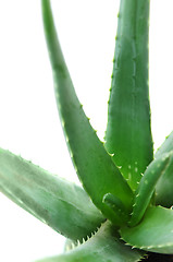 Image showing Aloe plant