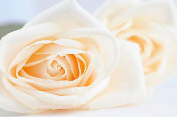 Image showing Delicate beige roses