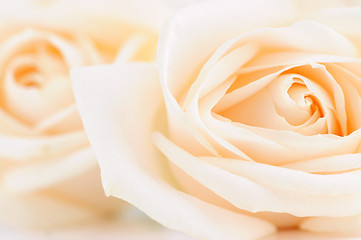 Image showing Delicate beige roses