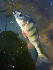 Image showing summer perch fishing bait