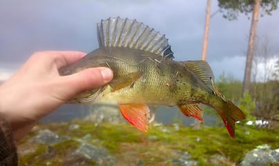 Image showing perch fishing Northern fish