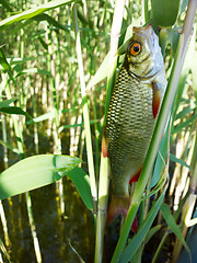 Image showing summer lake fishing Rudd fish