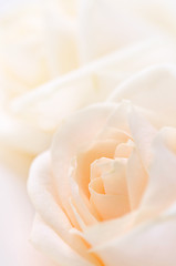 Image showing Delicate beige roses