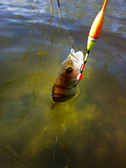 Image showing summer perch fishing bait