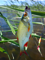 Image showing summer lake fishing Rudd fish