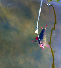 Image showing summer lake fishing Rudd fish