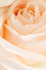 Image showing Beige rose