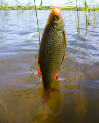 Image showing summer lake fishing Rudd fish