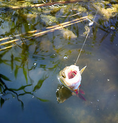 Image showing very hungry perch summer fishing 