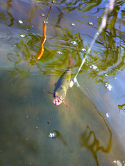 Image showing summer lake fishing underwater catching the redeye