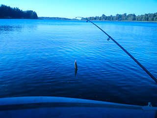 Image showing summer lake rod fishing Rudd fish