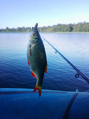 Image showing summer lake fishing Rudd fish