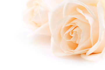 Image showing Beige roses background