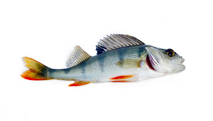 Image showing perch on a white background