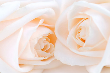 Image showing Beige roses