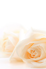 Image showing Beige roses background