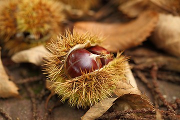 Image showing Chestnut