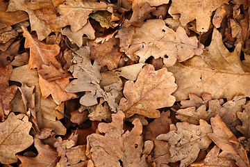 Image showing Fallen leaves