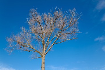 Image showing Autumn Tree