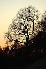 Image showing Bare trees