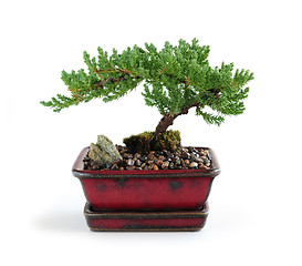 Image showing Bonsai tree