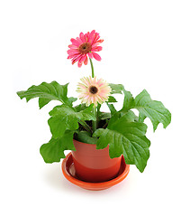 Image showing Houseplant on white background